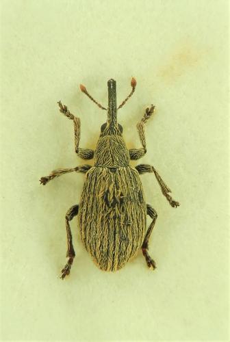Trichopterapion holosericeum